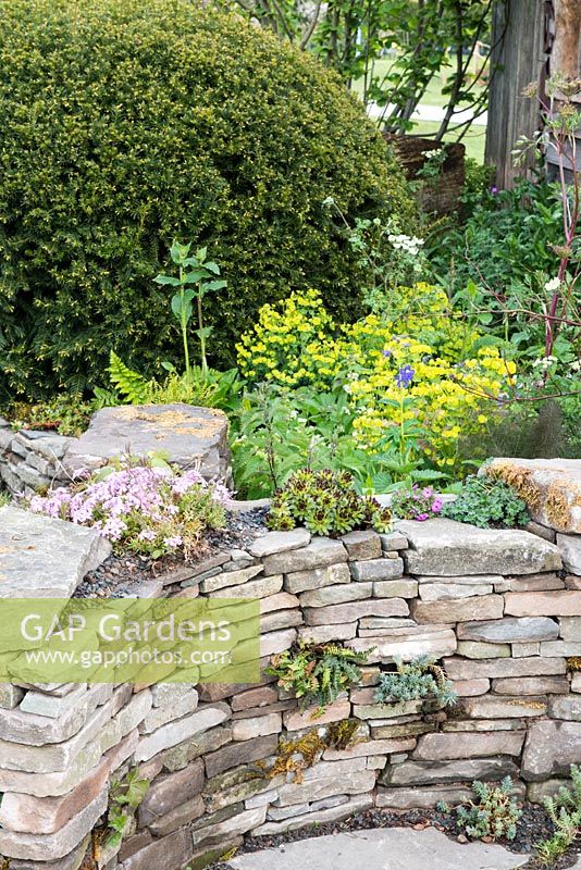 Dry stone wall with Sempervivums and Phlox, clipped Taxus baccata and Euphorbia, Macmillan Legacy Garden, RHS Malvern Spring Festival 2016