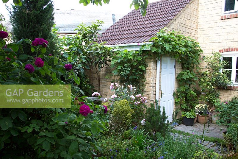 Looking from the back of the garden to the garage door. Rosa 'Irene Watts' and Rosa 'de Rescht'