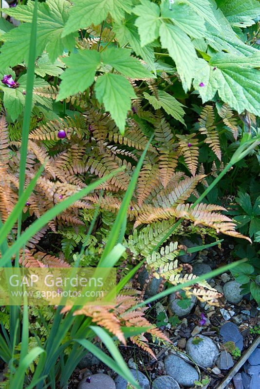 Dryopteris erythrosora - buckler fern