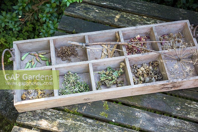 Wooden seed tray with seed heads and seeds of Alcea rosea, Allium sativum, Althaea officinalis, Anethum graveolens, Angelica archangelica, Atriplex hortensis carrots, Lathyrus latifolius, Lavatera and radishes