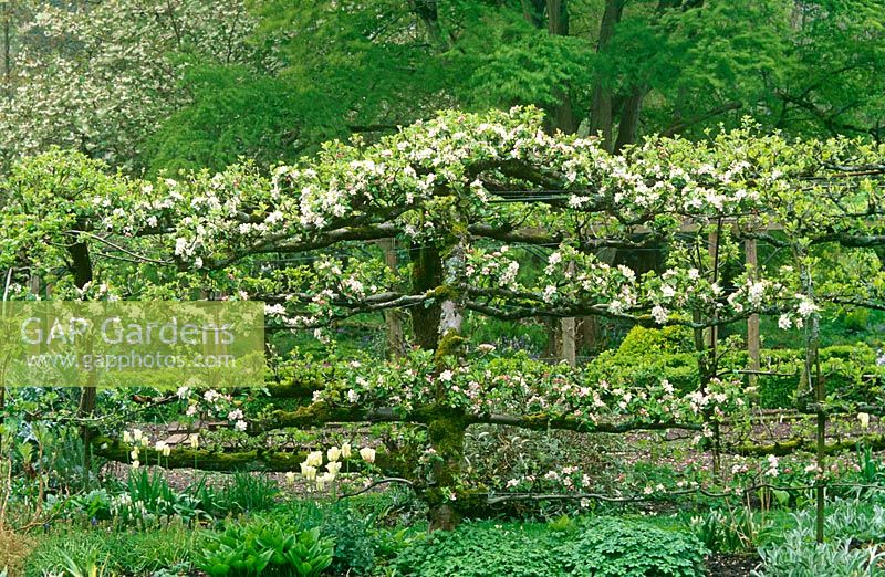 Espaliered apple 'James Grieve' forms an apple tunnel in the Tunnel Garden at Heale House, Wiltshire in spring