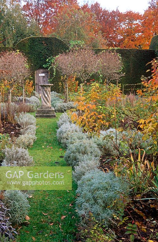 Path edged with santolina leads towards a sundial surrounded by standard honeysuckles at the centre of the Herb Garden at Cranborne Manor Garden, Dorset in autumn