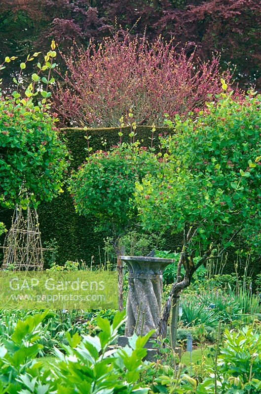 Standard honeysuckles surround a sundial at the centre of the Herb Garden at Cranborne Manor Garden, Dorset in spring