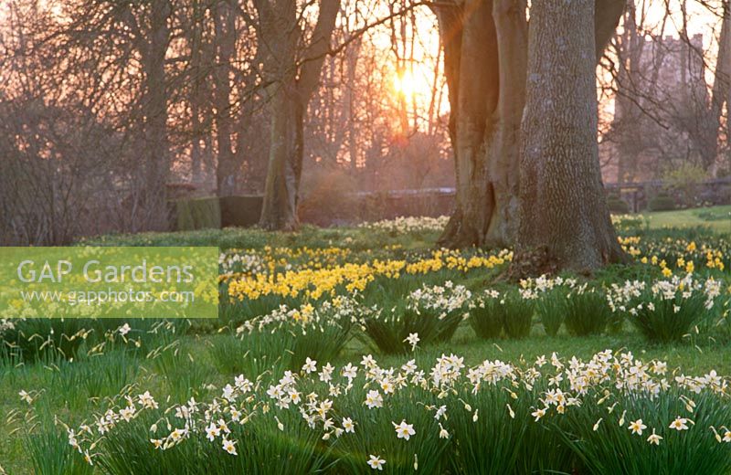 Carpets of narcissi at dawn in the Winterborne Garden at Cranborne Manor Garden, Dorset in spring