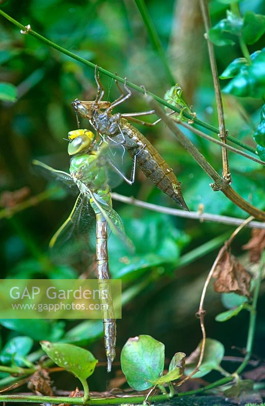 Anax imperator  - Emperor dragonfly just emerged from its exuvia