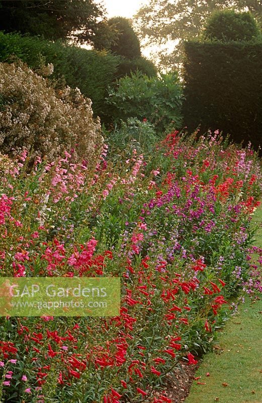 Borders of penstemons displaying some of the National Collection in August at Kingston Maurward Gardens, Dorset