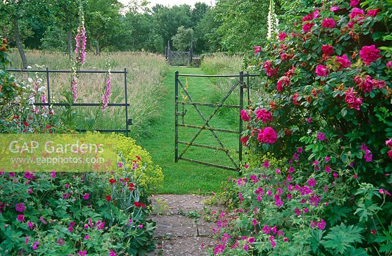 Gate leading between Rosa 'Roseraie de l'Hay',  Geraniums 'Patricia', Alchemilla mollis and foxgloves into an orchard where paths have been mown between long grass in an English country garden in June