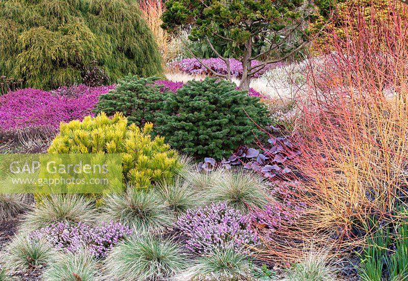 Pinus mugo 'Carsten's Wintergold' and others in mixed bed