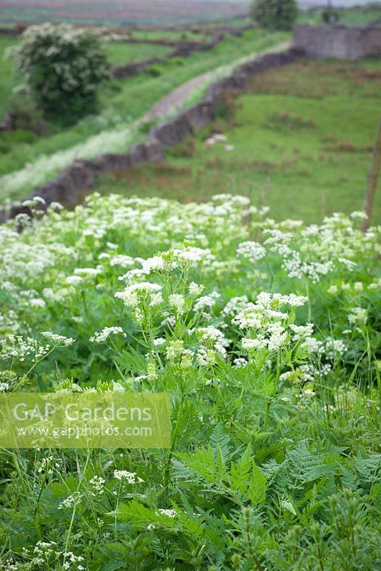 Sweet Cicely growing wild along the edge of a lane in Yorkshire. Myrrhis odorata