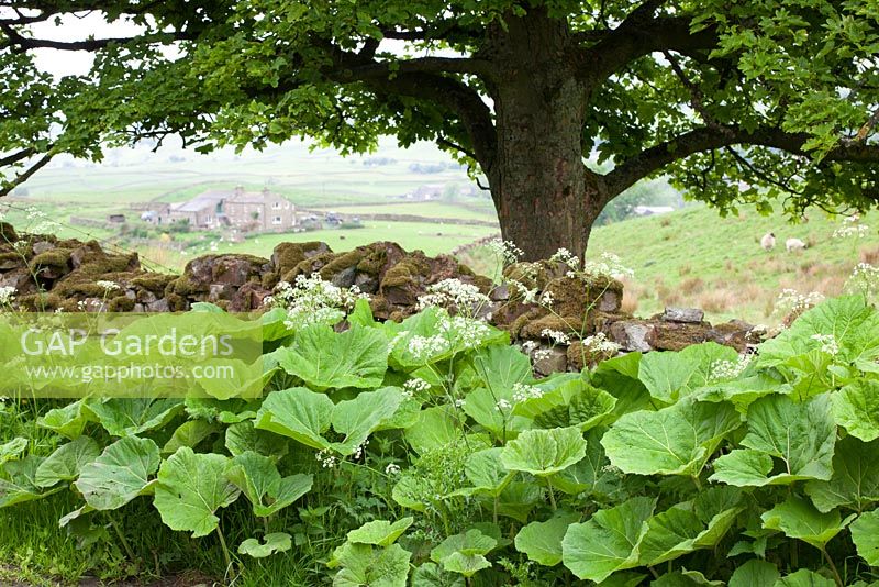 Butterbur. Petasites hybridus by the side of a lane in Yorkshire
