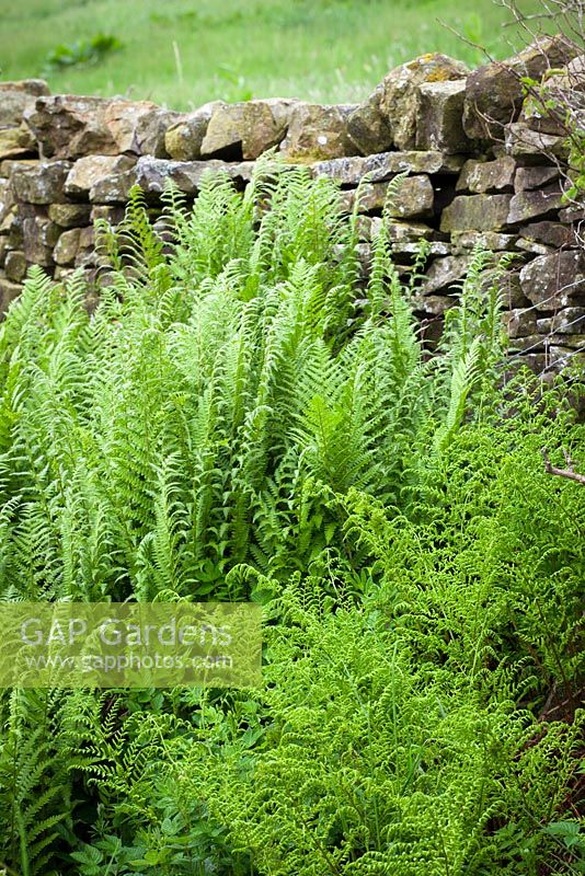 Male fern - rear and Broad Buckler-fern - front growing by a dry stone wall in Yorkshire. Dryopteris filix mas and Dryopteris dilitata