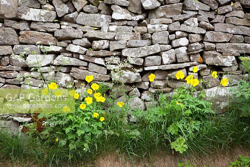 Welsh poppies growing wild by a lane in Yorkshire. Meconopsis cambrica