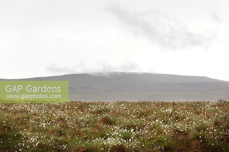 Hare's - tale Cotton grass growing on heathland at Teesdale. Eriophorum vaginatum