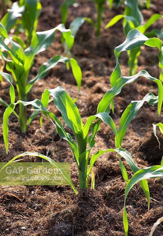 Newly planted mulched bed of Sweetcorn - Zea Mays