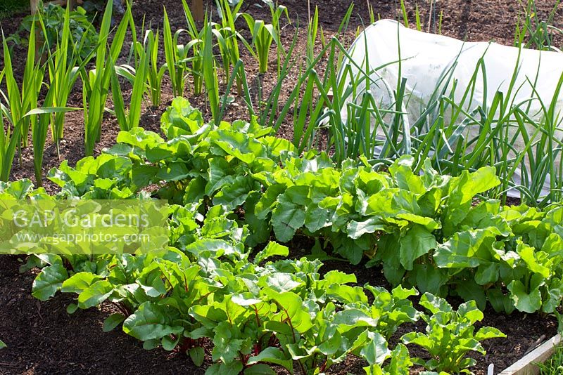 Lines of Beetroot 'Chioggia' and chicory growing in early summer