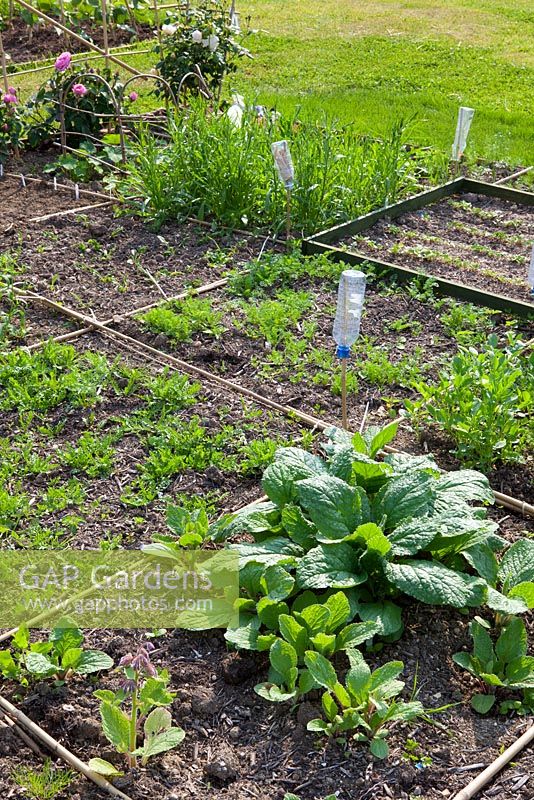 Canes laid on ground to divide plot into square sections in order to see where seedlings  have been direct sown into the ground. Plastic bottles used as cane eye protectors