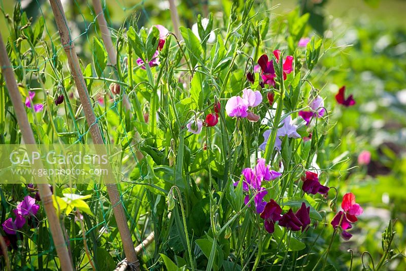 Sweet peas growing up a cane structure covered with green netting. Lathyrus odoratus