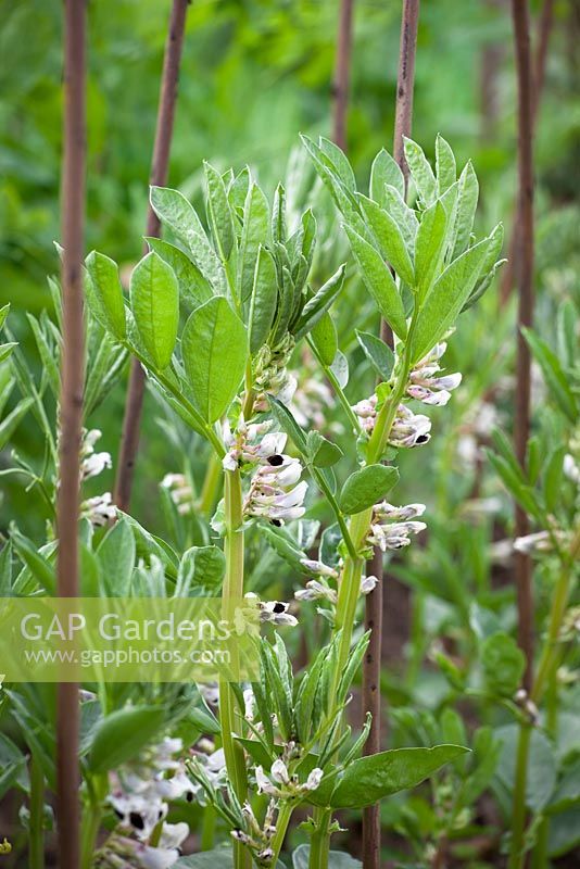 Broad beans in flower. Vicia faba