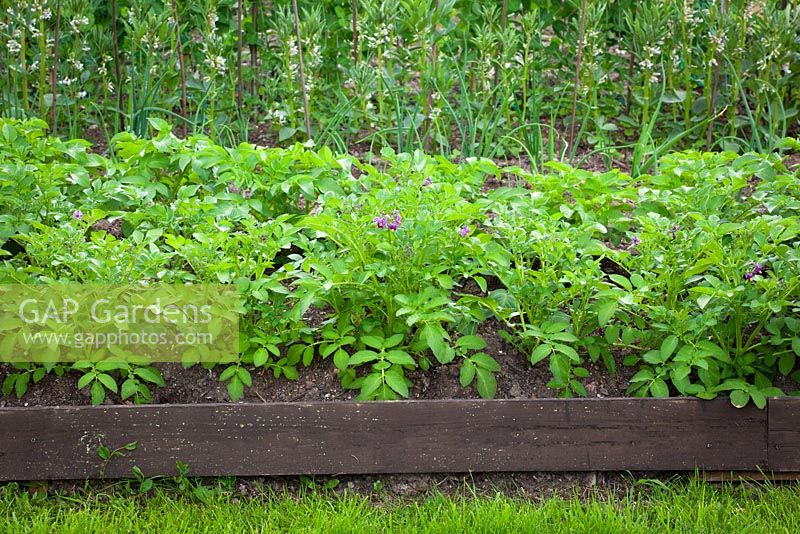 Bed of Potato 'Mayan Gold' with wooden edging