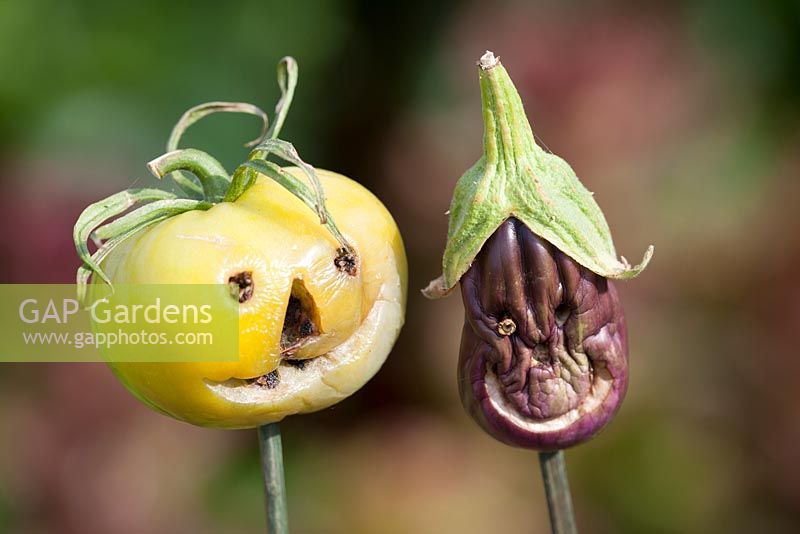 Tomato and aubergine used as decorative cane top eye protectors with carved faces
