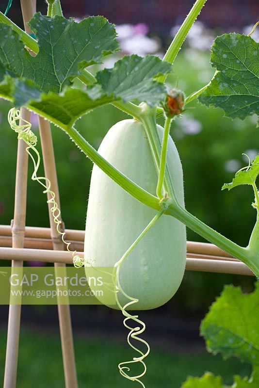 Climbing squash on a cane support