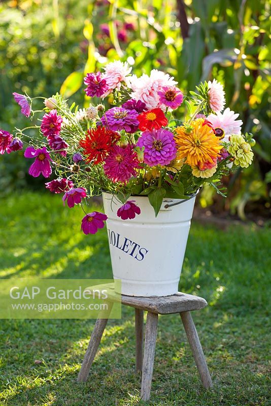 Cut flowers being conditioned in a bucket. Zinnias and cosmos