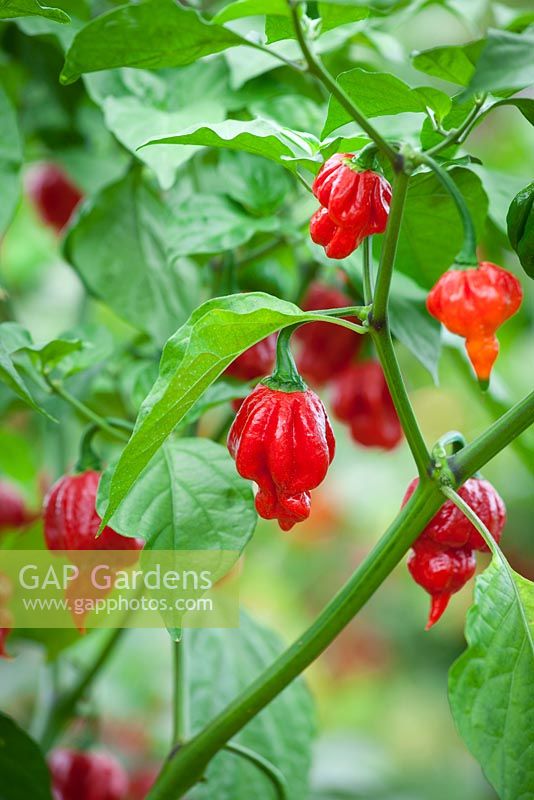 Chilli pepper 'Naga Viper' growing in a greenhouse