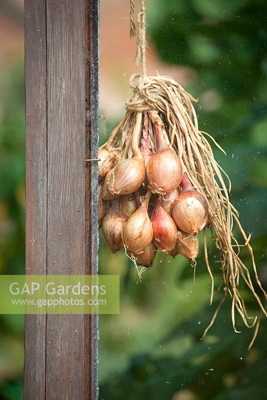 Shallots hung up to dry in the greenhouse. Allium cepa