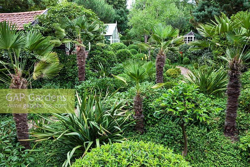 Trachycarpus wagnerianus and a selection of evergreen shrubs at Dip on the Hill Garden, Suffolk.