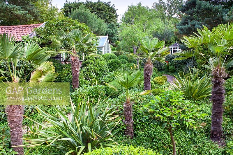 Trachycarpus wagnerianus and various evergreen shrubs at Dip-on-the-Hill garden, Ousden, Newmarket, Suffolk.