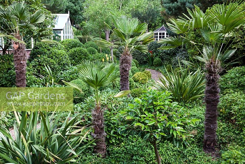 Trachycarpus wagnerianus and various shrubs at Dip on the Hill Garden, Suffolk.