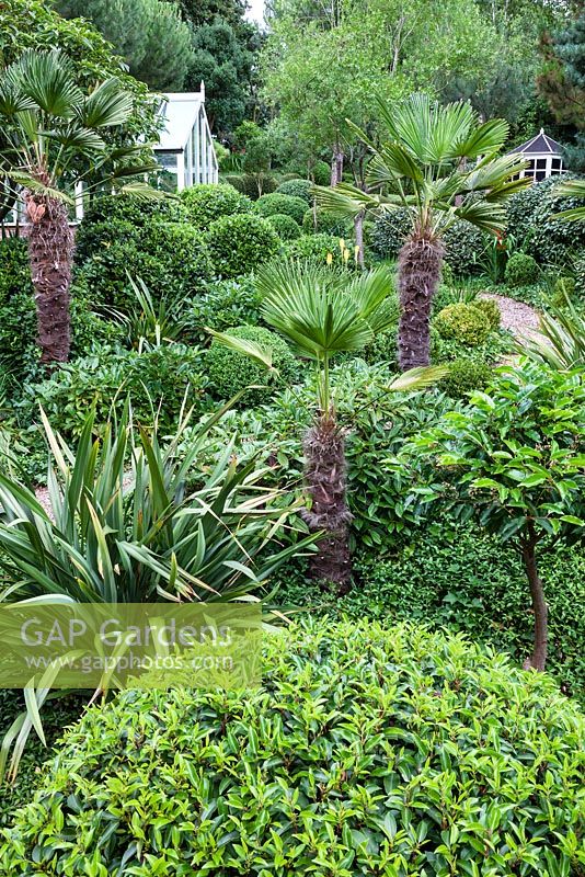 Trachycarpus wagnerianus, Buxus sempervirens and Prunus lusitanica and others at Dip on the Hill Garden, Suffolk. 