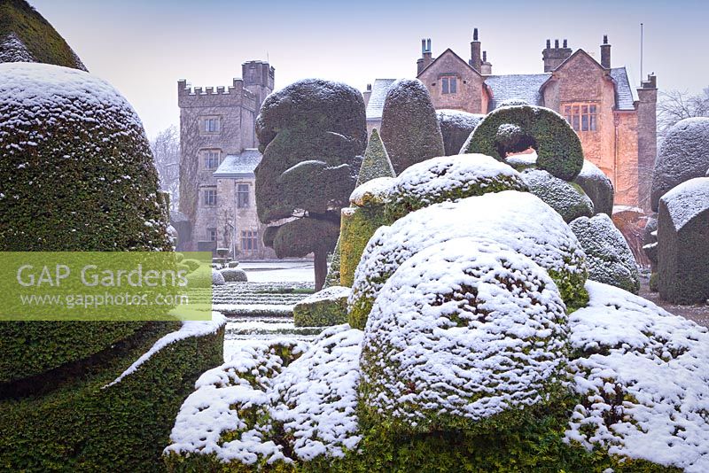 Topiary shapes with a covering of snow at Levens Hall and Garden, Cumbria, UK,