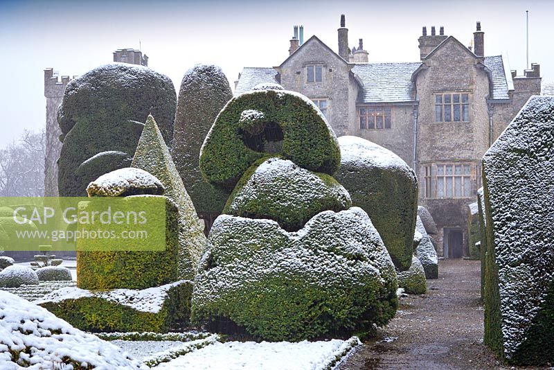 Topiary shapes with dusting of snow at Levens Hall and Garden, Cumbria, UK,