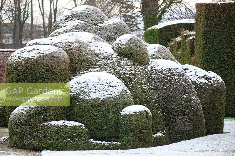 Topiary shapes with a dusting of snow at Levens Hall, Cumbria. UK. 