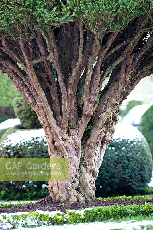 Gnarled ancient Yew - Taxus topiary trunk at Levens Hall and Garden, Cumbria, UK,