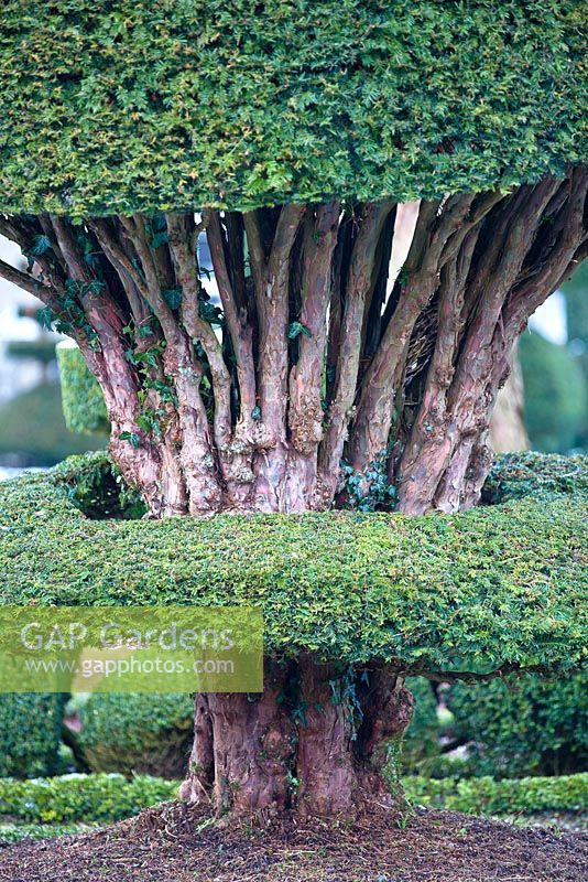 Gnarled ancient Yew - Taxus topiary trunk at Levens Hall and Garden, Cumbria, UK