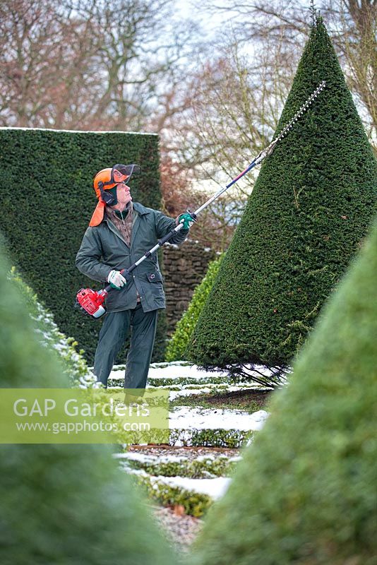 Portrait of Chris Crowder, Head Gardener at Levens Hall, Cumbria shaping yew with strimmer. 