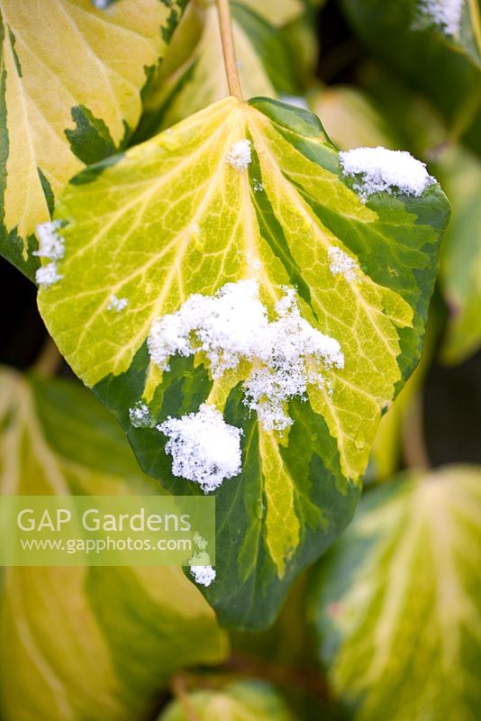 Hedera colchica Sulphur Heart, Persian Ivy. Shrub, January. Close up portrait of variegated foliage with snow.