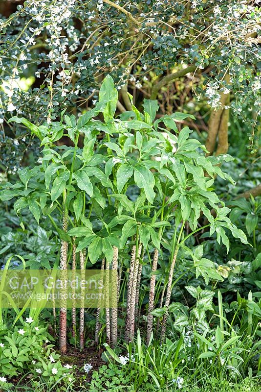 Dracunculus vulgaris with Osmanthus delavayi, Anemone trifolia and Scilla bithynica. Rod and Jane Leeds garden, Suffolk