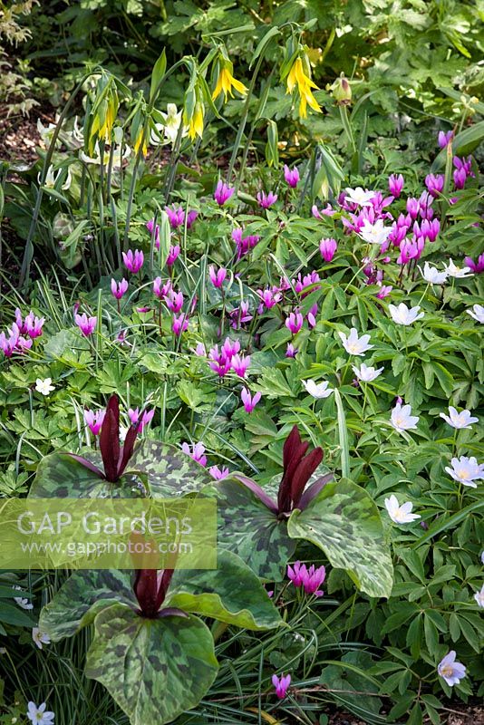 Spring woodland bulb and perennial combination with Cyclamen repandum, Trillium chloropetalum, Anemone nemorosa 'Robinsoniana' and Uvularia grandiflora. Rod and Jane Leeds, Suffolk.