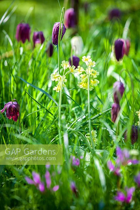 Fritillaria meleagris naturalised in grass lawn with Primula elatior and Cyclamen repandum. Rod and Jane Leeds, Suffolk.