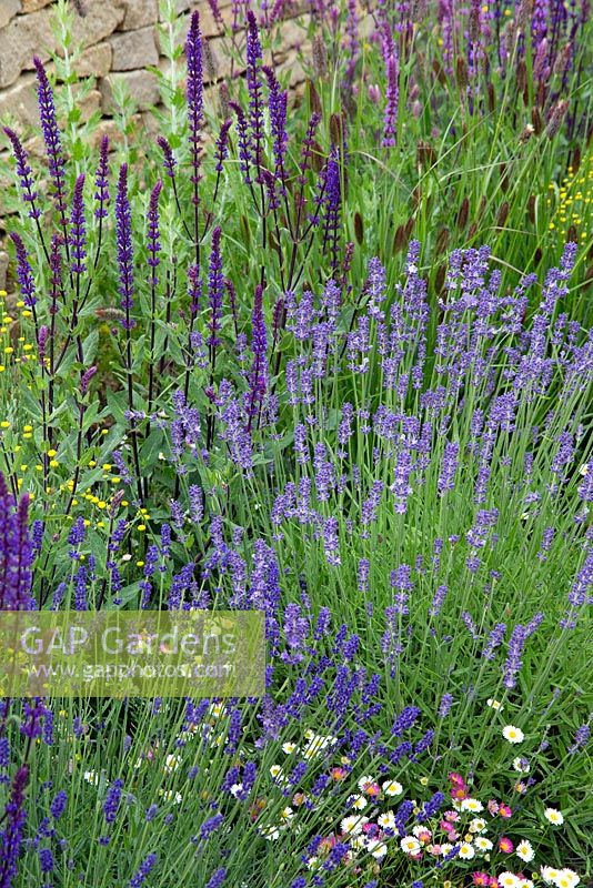 Border with Lavender angustifolia 'Hidcote, Lavandula 'Munstead', Erigeron karvinskianus, Salvia nemerosa 'Amethyst', Salvia nemerosa 'Carradonna'