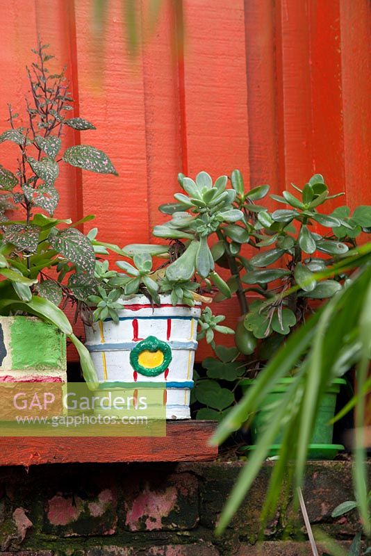 Two painted retro cement pots in front of an orange painted fence planted with a succulent and Hypoestes phyllostachya. 