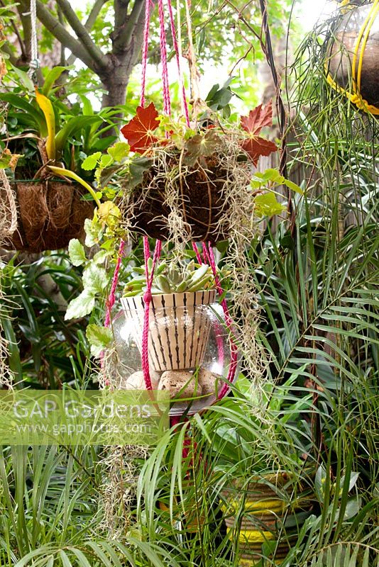 Glass bowl tree decoration with a potted plant inside it, Spanish Moss, Tillandsia usenoides and a cocofibre lined hanging basket with a Begonia.