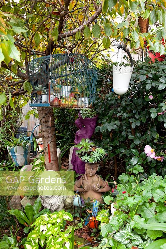 A collection of quirky statues, pots and an old blue painted birdcage, in amongst Cloeus, Lamium, Pelargonium and succulents.