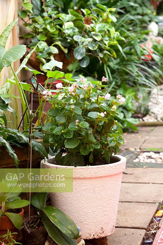 Pale pink retro cement pot with a pink flowering Begonia growing in it.