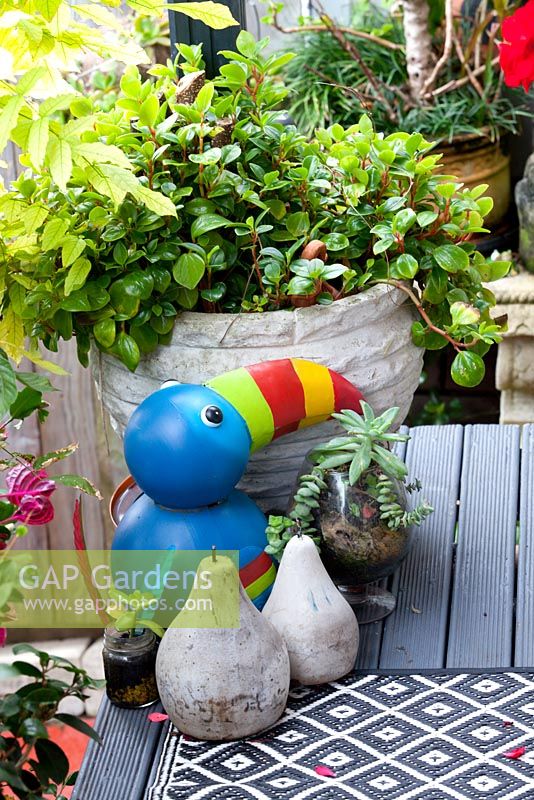 Detail of an inner city garden with Peperomia orba in a retro cement pot with a colourful Toucan ornament and two decorative pears.