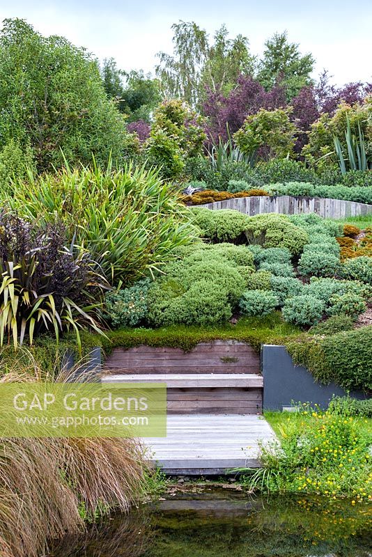 A selection of native Hebes and Phormiums at Bhudevi Estate garden, Marlborough, New Zealand.