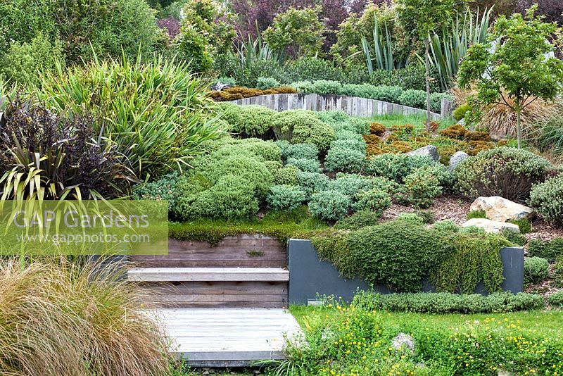 A selection of native Hebes, Phormiums and native shrubs and trees at Bhudevi Estate garden, Marlborough, New Zealand.